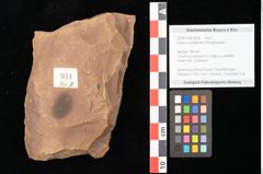 Foto (Objekt + Etikett) von Quercus mediterranea, Unger (NHMW-GEO-2024-0188-0934)